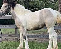 14-hand-gypsy-vanner-filly