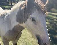 14-hand-gypsy-vanner-horse