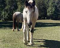 14-hand-tobiano-horse