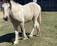 gvhs-gypsy-vanner-filly