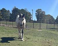 gvhs-gypsy-vanner-horse