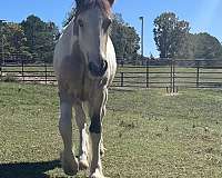 tobiano-gypsy-vanner-horse