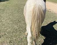 tobiano-gypsy-vanner