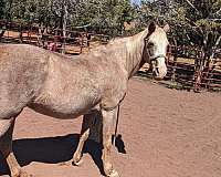 light-blaze-on-face-legs-blonde-mane-tail-horse