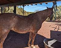 red-roan-light-blaze-on-face-legs-blonde-mane-tail-horse