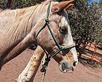 light-blaze-on-face-legs-blonde-mane-tail