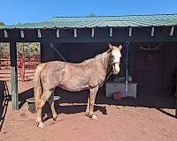 affordable-tennessee-walking-horse