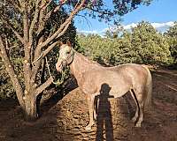 bathes-tennessee-walking-horse