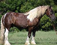 tobiano-horse