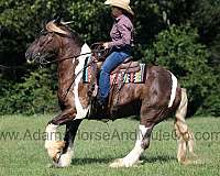 chocolate-tobiano-horse