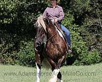 athletic-quarter-horse