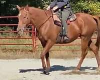 amateur-hunter-gelding