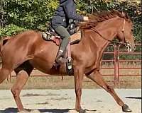 xrails-gelding