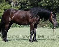 ranch-work-quarter-horse