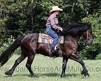 beginner-safe-quarter-horse