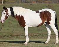 ranch-work-quarter-horse