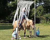 buckskin-quarter-horse