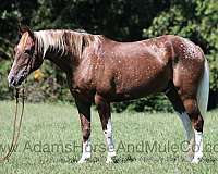 chestnut-appaloosa-stockings-horse