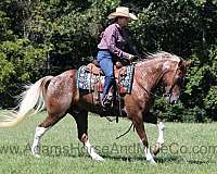 ranch-work-quarter-horse