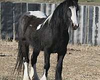 appointment-gypsy-vanner-horse