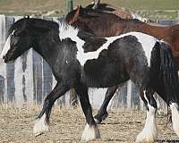 grand-daughter-gypsy-vanner-horse