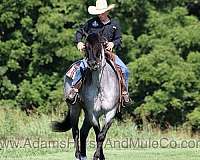 blue-roan-quarter-horse