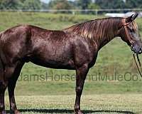 beginner-safe-quarter-horse