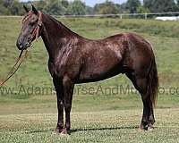 ranch-work-quarter-horse