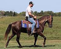 blue-roan-quarter-horse