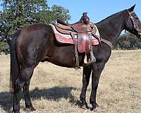 calf-roping-quarter-horse