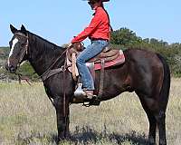 horsemanship-quarter-horse