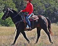 penning-quarter-horse