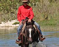 ranch-quarter-horse