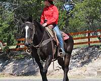 ranch-versatility-quarter-horse