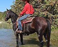 ranch-work-quarter-horse