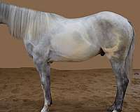 tuff-mccue-special-paint-horse