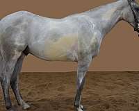 tuff-mccue-special-paint-horse