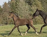 big-bone-hanoverian-horse