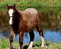 bay-gypsy-vanner-pony