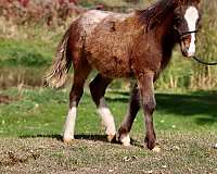 appaloosa-pony-colt-foal