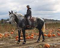 husband-safe-draft-horse