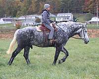 dappled-draft-horse