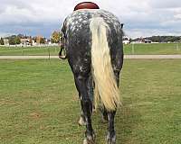 all-around-draft-horse