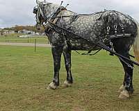 kid-safe-draft-horse