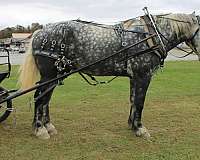 mounted-patrol-draft-horse