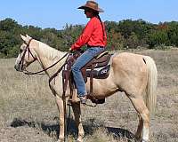 ranch-quarter-pony