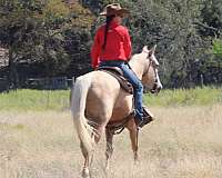 ridden-western-quarter-pony