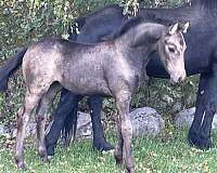 color-tested-friesian-horse