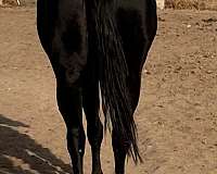 equitation-paint-horse