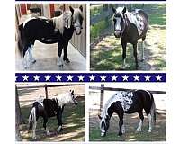 brand-new-coggins-miniature-horse